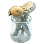 Penis Envy Mushrooms