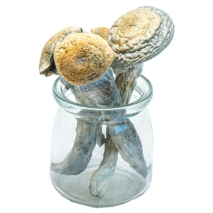 Penis Envy Mushrooms