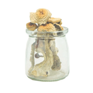 Envy Magic Mushrooms