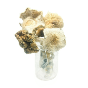 Magic Mushrooms