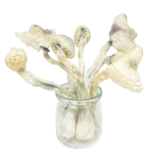Magic Mushroom